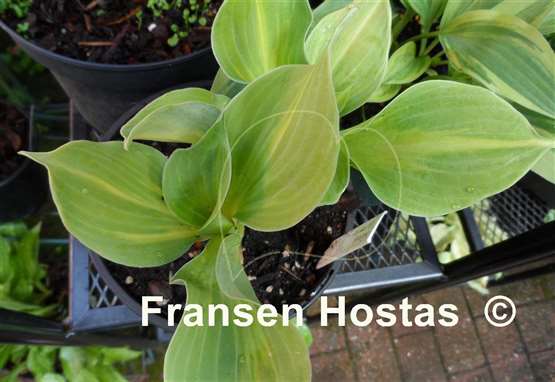 Hosta Game Boy